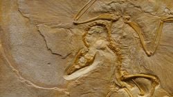 Ünlü Paleontolog Robert DePalma Veri Uydurmakla Suçlanıyor
