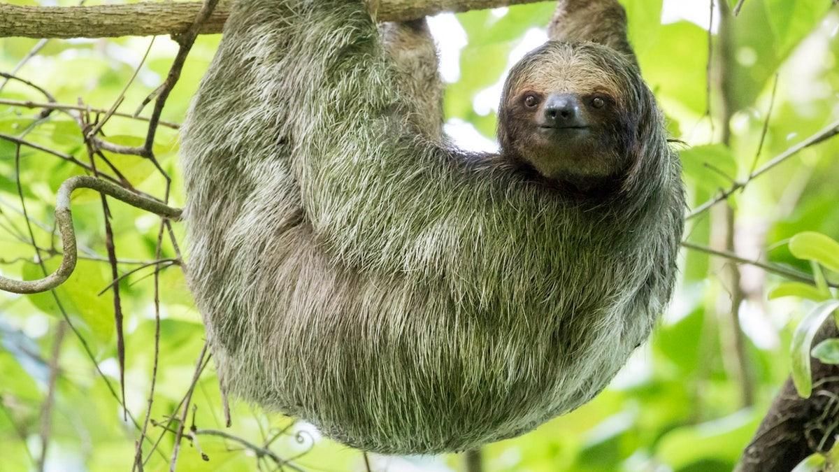 Concerns Rise Over Sloth Fever Virus Outbreak - The Pinnacle Gazette