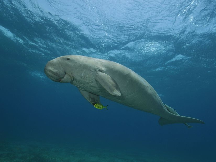 Bir Dugong ve balina benzeri kuyruğu