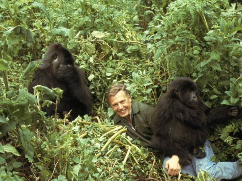 Life on Earth serisinde, David Attenborough'un bir bebek gorilinin oyuncağı olduğu an unutulmazdır.