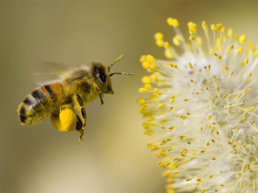 Arılar polenleri arka bacaklarında bulunan polen sepetlerinde toplarlar.