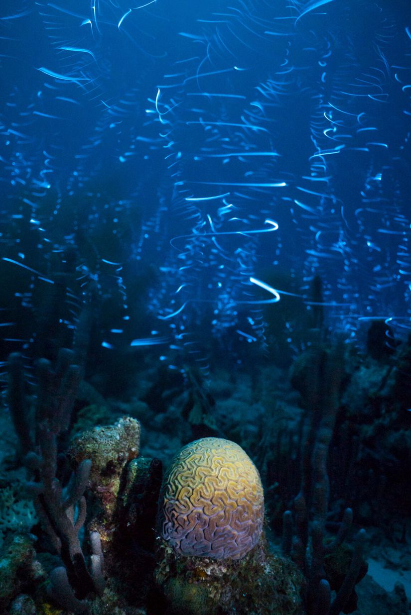 Bazı küçük deniz organizmaları, biyolüminesans ile parlayan bezler geliştirmiştir. Bu fotoğrafın uzun pozlama süresi nedeniyle, organizmalar ışık çizgileri olarak görünüyor.