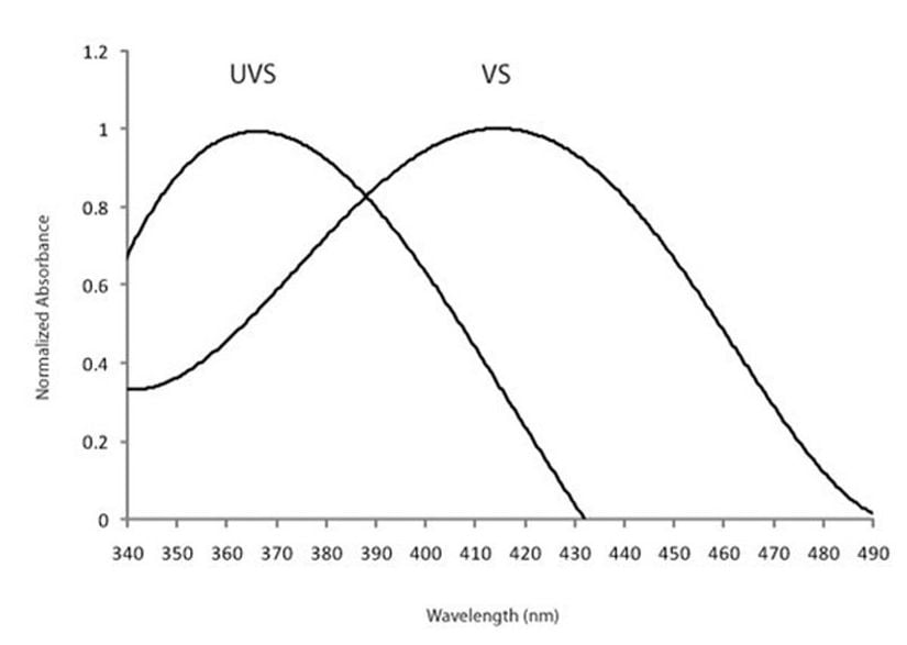 Şekil 5: Ultraviyoleye duyarlı (UVS) ve mora duyarlı (VS) türlerin SWS1 opsin fotoreseptörlerinin azami dalgaboyu emilim eğrileri arasındaki fark.
