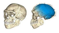 Fas'ta Dünya'nın En Eski Homo Sapiens Fosilleri Bulundu!