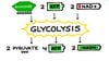 Glikoliz Nedir? Hücrede Glikoz Nasıl Parçalanır?