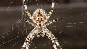 Giant Fen Raft Spider Making Remarkable UK Comeback