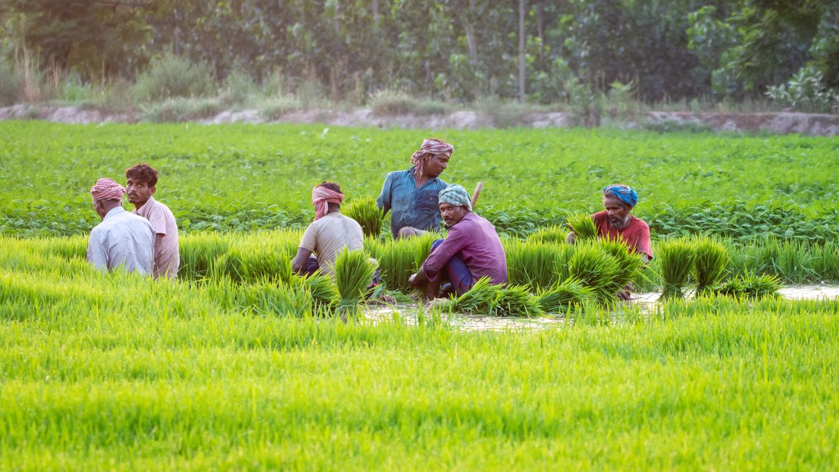 Punjab Leaps Forward With Rice Cultivation Gains