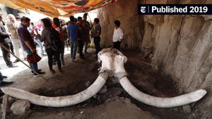 Discovery Of Giant Mammoth Tusk Excites Mississippi