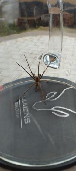 Bu örümcek türü nedir?