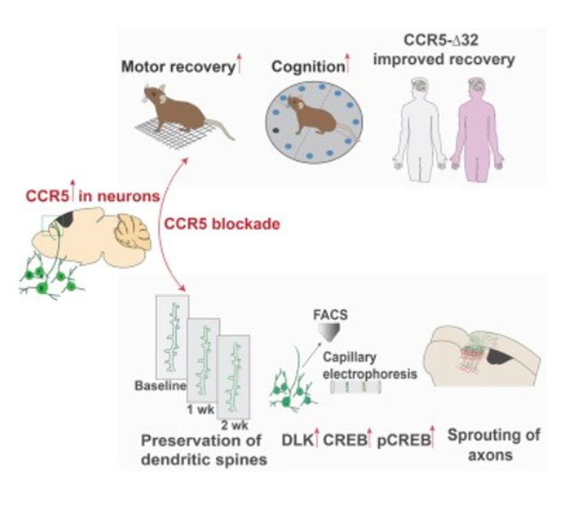 Çalışmalar CCR5 geninin baskılanması durumunda bilişsel yeteneklerin (cognition), motor hareketlerin (motor recovery) arttığını gösteriyor. Ayrıca akson filizlenmesinin de (sprouting of axons) arttığı  bulunmuş.