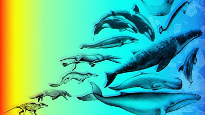 Balina ve Yunusların Evrimi: Karadan Denize Evrimsel Bir Destan ve Balinaların Kol ve Bacak Kemiklerinin Evrimi...