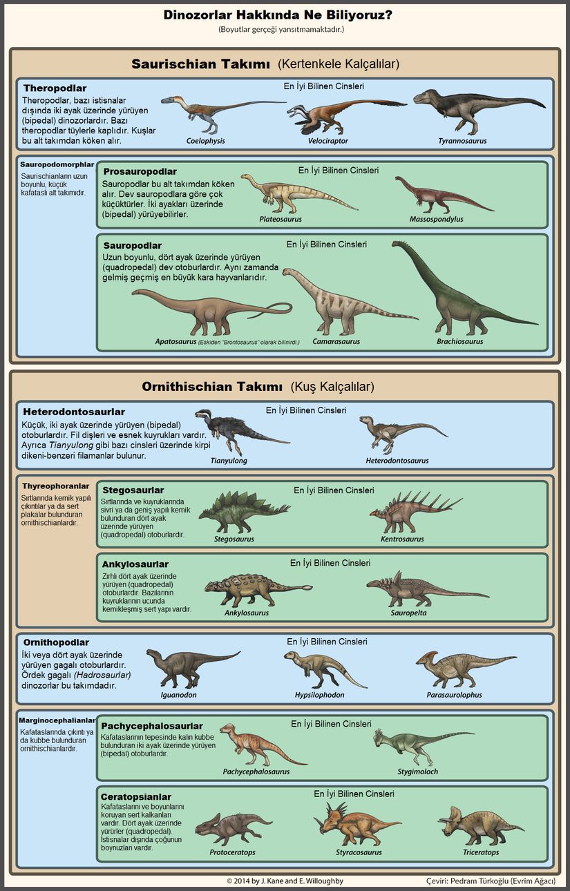 Dinosauria kladının infografiği. Bu harika görselde, dinozorları çok yüzeysel ve basit bir şekilde nasıl sınıflandırabileceğimizi görüyoruz. Ayrıca her bir kategoriyle ilgili bazı temel bilgilere de yer verdik. Eğer ki dinozorlarla ilgileniyorsanız, kemiklerini gördüğünüz ya da adını duyduğunuz anda bu canlıların hangi kategoriye girdiğini bilebilmek de faydalı olabilecektir.