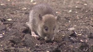 Residents Flee Kanata Row Houses Amid Rat Infestation