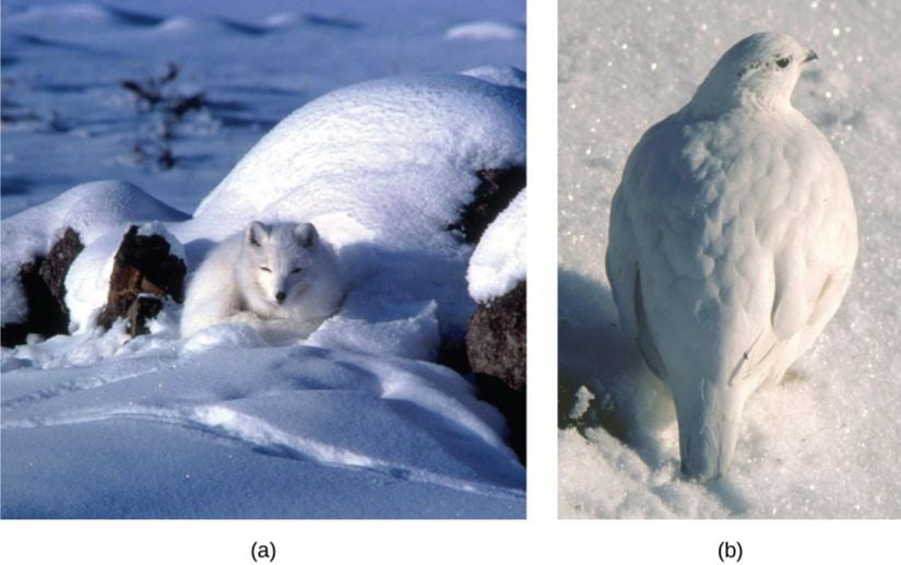 Kutup tilkisinin (a) beyaz kürkü ve kar tavuğunun (b) beyaz tüyleri, bu iki türün çevrelerine gösterdiği adaptasyonlardır.