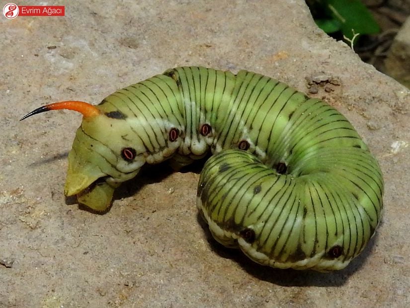 Sarmaşık atmaca güvesi (Agrius convolvuli) tırtılı veya larvası (11 Eylül 2016, Sakarya).