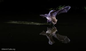 Belizean Scientist Inspires Bat Conservation Efforts