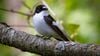 Bir Üreme Stratejisi Olarak "Aldatma": Kara Sinekkapan Kuşu ve Çiftleşme Yöntemi