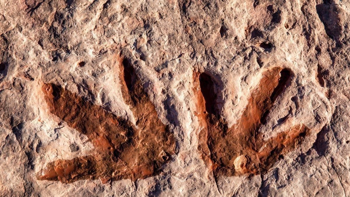 Girl Uncovers Dinosaur Footprints On Welsh Beach