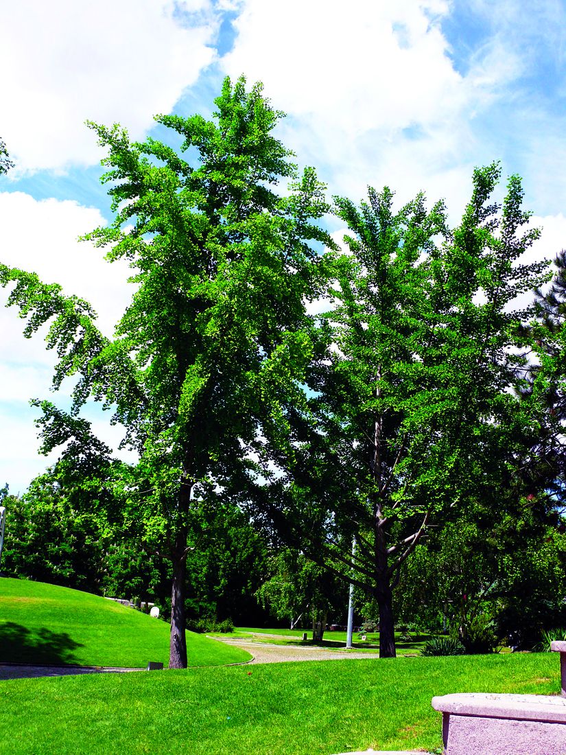 Mayıs sonunda Ankara-Millî Egemenlik Parkı'ndaki dişi ve erkek ginkgo ağaçları.
