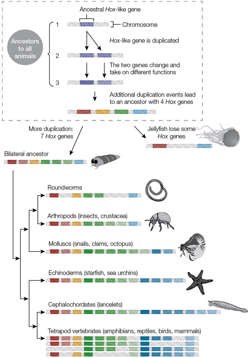 Diğer genler gibi, HOX genleri de yakın akraba türlerde daha çok benzer ve daha uzak akraba türlerde daha az benzerdir. Bilim insanları, dizi benzerliğini karşılaştırarak, evrimsel tarihte belirli çoğaltma olaylarının ne zaman gerçekleştiğini ve yol boyunca bazı HOX genlerinin nerede kaybolduğunu belirleyebilirler (her grupta bireysel türlerde ek kazançlar ve kayıplar meydana geldi).