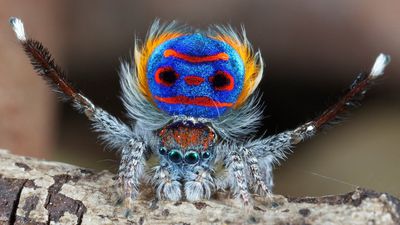 Tavuskuşu Örümceği ve Kur Dansı: Sevimli Örümceklerin Dişi Bulma Umuduyla Yaptıkları İlginç Dans!
