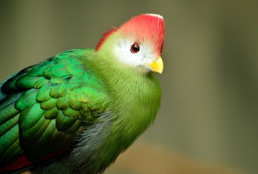 Kırmızı ibikli Turaco kuşunun tüy rengi porfirinlerden ileri gelir.