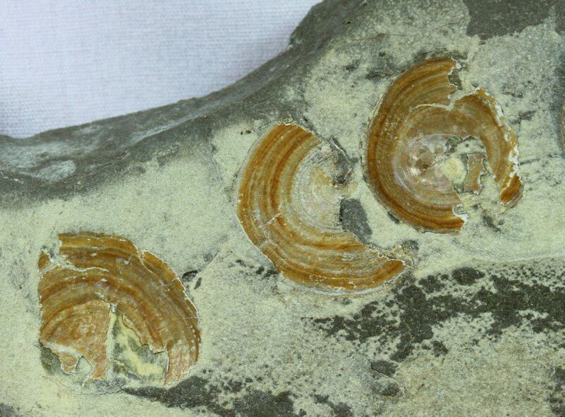 Orbiculoidea missouriensis fosilleri