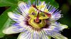 Çarkıfelek Bitkisi (Passiflora) Nedir?