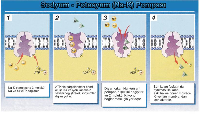 Amfibiler Icin Sessiz Kiyamet Katil Mantar Evrim Agaci