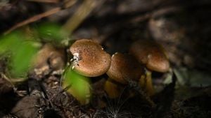 Eleven Amish Family Members Hospitalized Due To Toxic Mushrooms