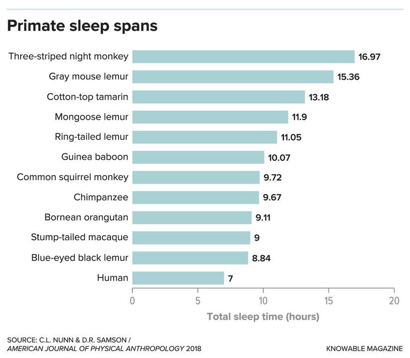 Primatların uyku süreleri.   24 saatlik bir süre içinde, yukarıda görebileceğiniz üzere insan, üzerinde çalışılmış tüm primatlar arasında en az uyuyan türdür. Bununla birlikte, tutsak primatlar üzerinde yapılan araştırmalar, vahşi yaşamdaki uyku alışkanlıklarının doğru bir görüntüsünü vermeyebilir.