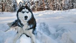 Erken Dönem Uzun Ticaret Yolları, Sibirya Köpeklerinin Evrimini Şekillendirdi!