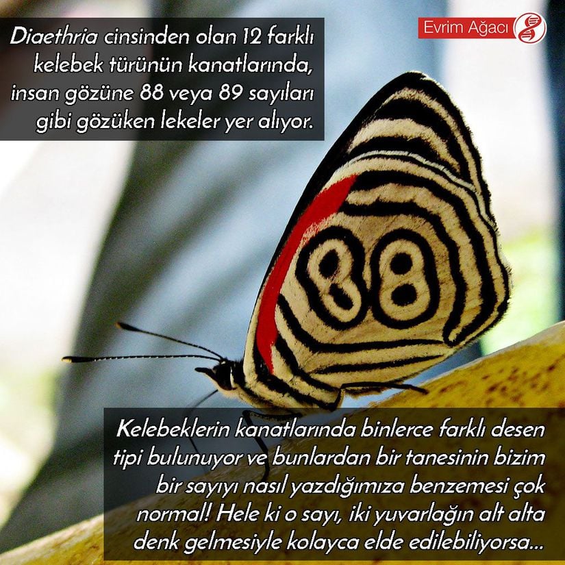 Diaethria cinsi kelebeklerdeki 88 veya 89 sayısı bir pareidolia örneğidir.