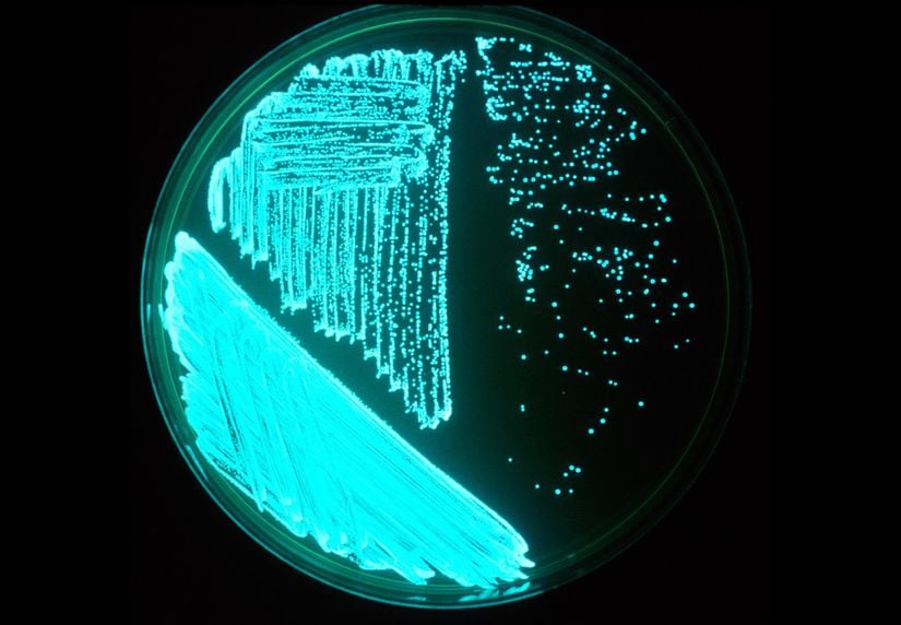 Petri kabındaki biyolüminesans bakteri kolonisi.