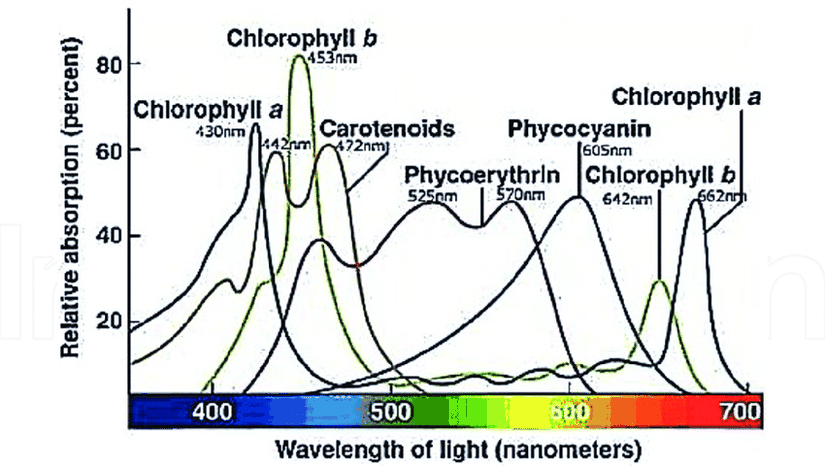 Işığın dalga boyunun bir fonksiyonu olarak fotosentetik pigmentlerin bağıl absorbansı