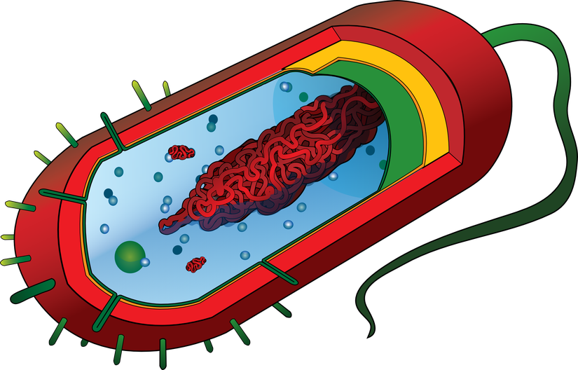 Bir bakterinin anatomisi: Hücre içinde serbestçe yüzen genetik materyal, dış ortamdan izole olmayı sağlayan membranın ve su alarak patlamayı önlemesinin yanısıra antijenik uzantılar içeren hücre duvarı