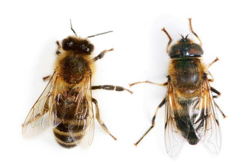 Gerçek arı (solda) ve çiçek sineği (sağda). Göz yapılarına dikkat ediniz!