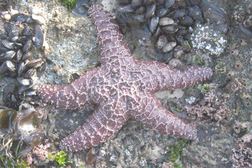 Şekil 19.4.13: Pisaster ochraceus deniz yıldızı kilit taşı bir türdür