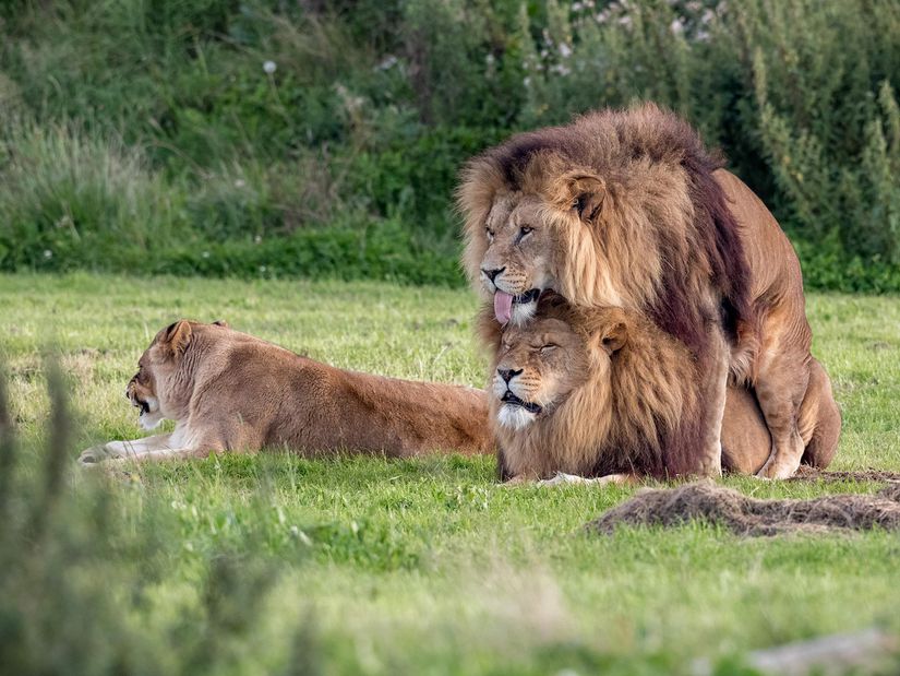 Eşcinsel erkek aslanlar