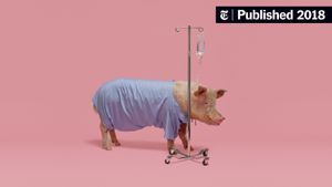 Pigs May Offer Lifesaving Livers For Organ Transplant Shortage