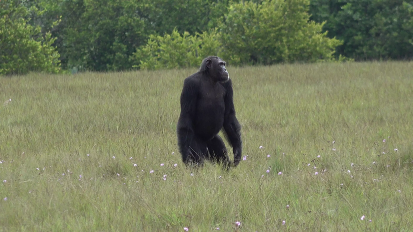 Gabon'daki Loango Ulusal Parkı'ndaki yetişkin erkek şempanze.
