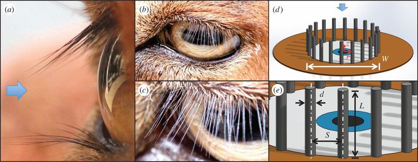 Memeli hayvan gözleri ile bu gözlerin mekanik bir modeli...