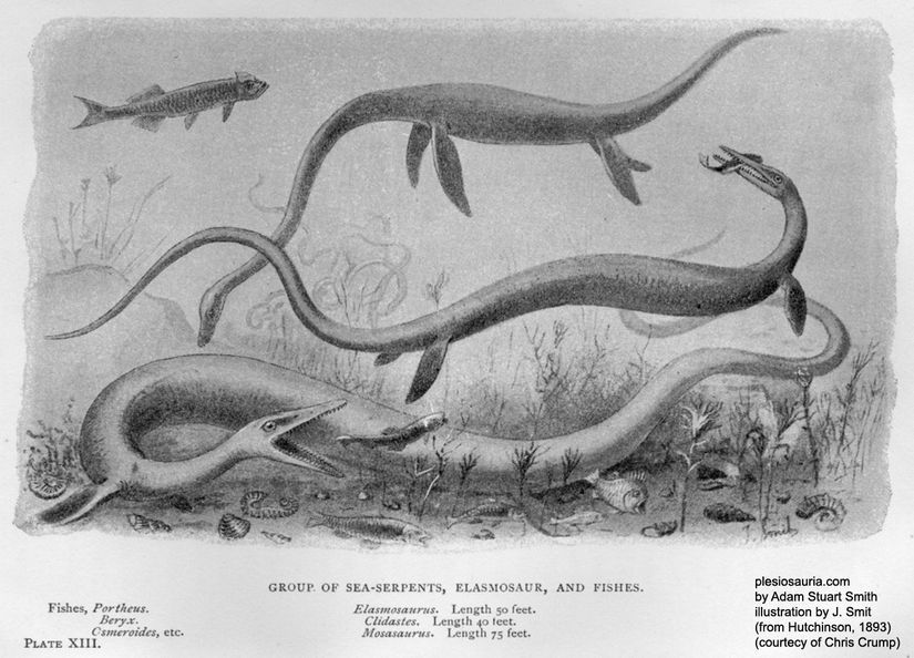 E.D. Cope'un ilk tasvirine göre Elasmosaurus
