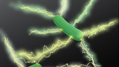 Elektrik Üretebilme Yeteneğine Sahip Bakteri: Geobacter sulfurreducens