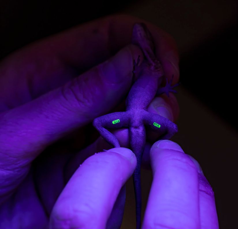 Kertenkeleleri tespit edebilmek için bacak derilerinin altına yerleştirilen siyah ışık etiketleri.