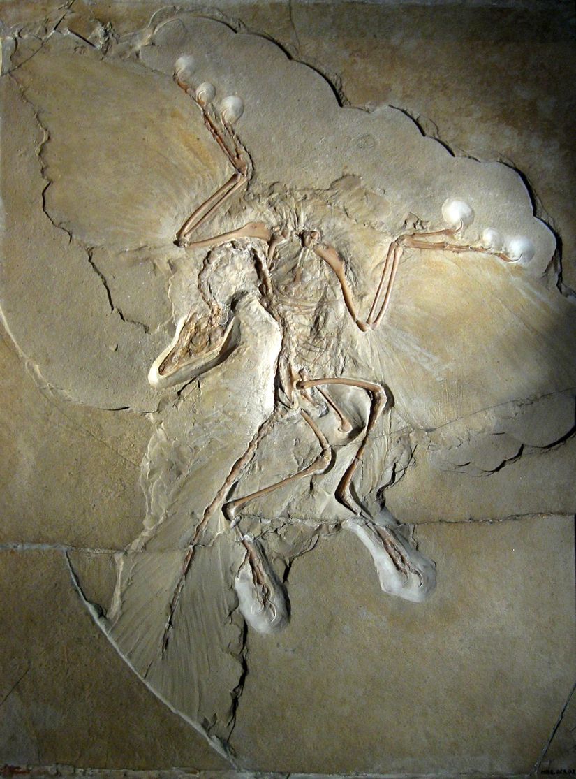 Archaeopteryx