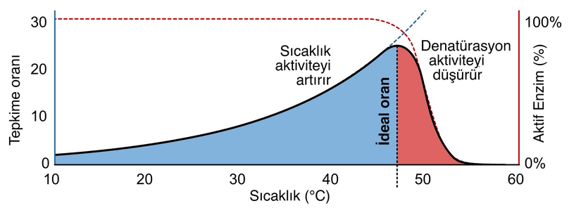 Enzim aktivitesi sıcaklıkla artar, ta ki sıcaklıkla denatürasyon artana kadar. Bundan sonra aktivitede düşüş gözlenir. Görsel: <https://en.wikipedia.org/wiki/File:Q10_graph_c.svg>