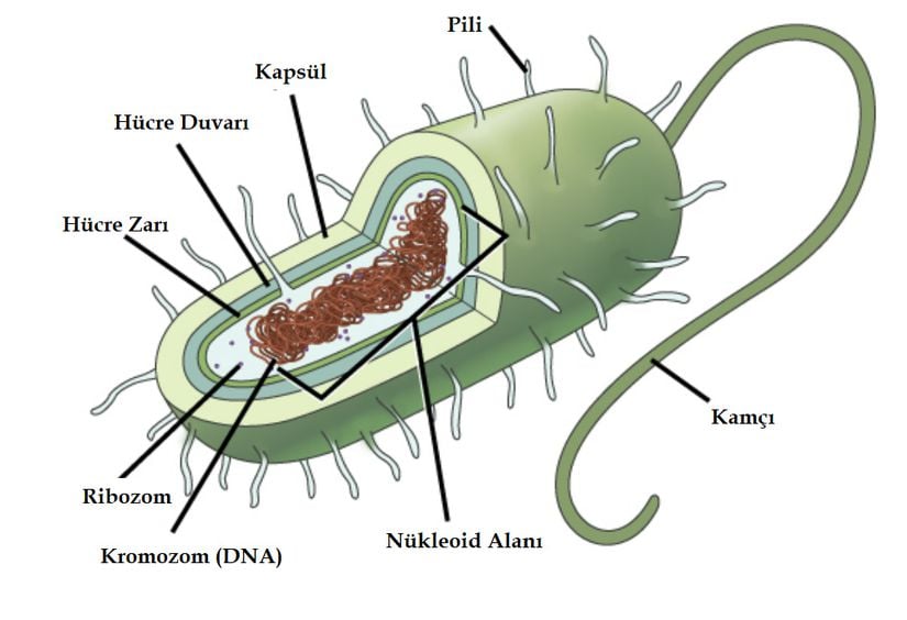 Tipik bir bakteri hücresinin parçaları.
