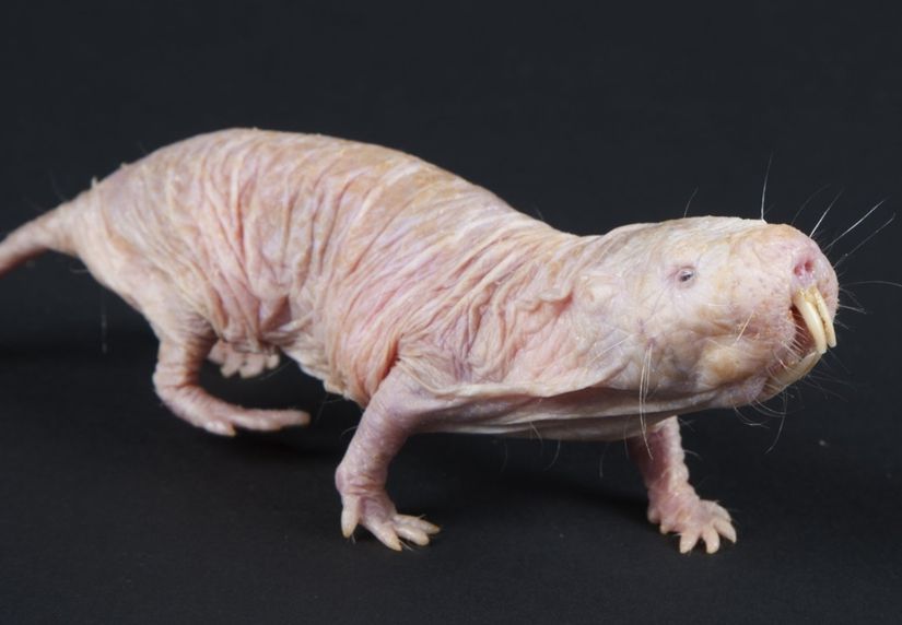 Sıradışı memelilerden biri olan çıplak kör fare diye bilinen Heterocephalus glaber türü.
