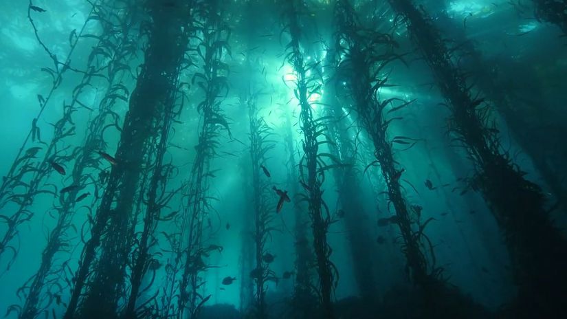 İklim Krizi ile Mücadelede Ormanları Korumak Önemli; ancak "Deniz Ormanlarını" Korumak Çok Daha Önemli!